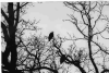 eagle.gif (87267 bytes)